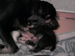 щенки ротвейлера #149250