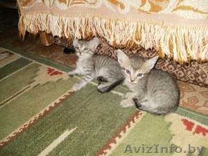 Котята метисы норвежской лесной и европейской короткошерстной #148474