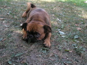 Щенки ПТИ брабансона (гладкошерстный гриффон) #139146