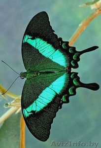 бабочки в подарок. #149478