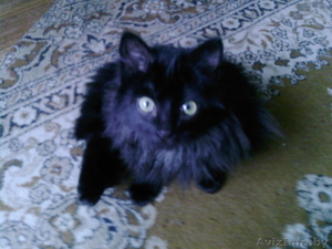 кот черный сибирской породы #150592