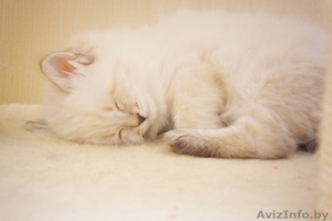 Невские маскарадные котята,  клубные с документами #138287