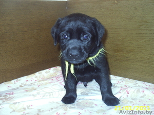 щенки лабрадора ретривера мечтают о хозяевах #153376