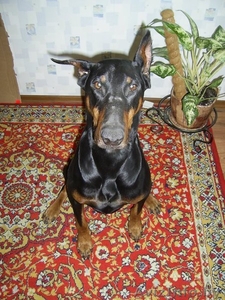 Отдам собаку. Доберман. 7 лет #148725
