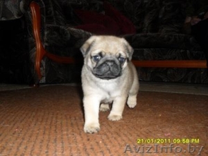 Продаются щенки мопса (мальчики) #148759