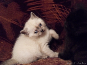 Британские котята .Колор-поинт (девочка) и черный мрамор (мальчик).  #139097