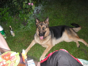 Девочка немецкая овчарка ищет себе кабеля для вязки #153751