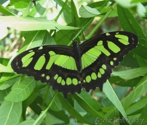 Живые бабочки в подарок. #149477