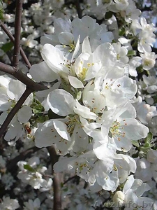 Обрезка деревьев,  уход за садом,  профессионально,  недорого. #139255