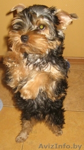 продам йоркширского терьера #138060