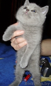 британский котёнок,  девочка #145126