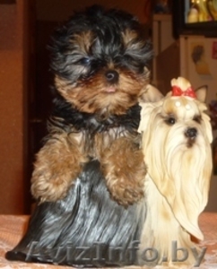 очаровательные йорочки #150736