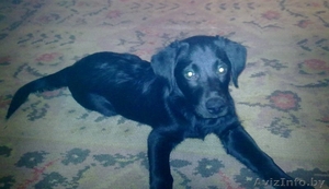 продам щенка лабрадора доброму человеку #164119