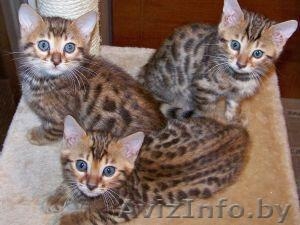 продам бенгальских котят 2 месяца #166053