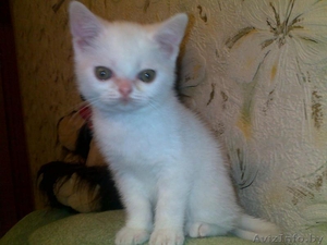 продам британца короткошёрстного, окрас белый #166923