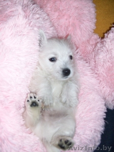 щенок Вест Хайленд Уайт Теръер (Вестик) #183433