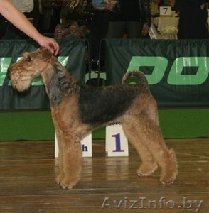 Щенки Эрдельтерьера #169409