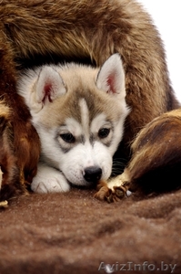 Щенки сибирских хаски в Беларуси шоу-класса! #165320