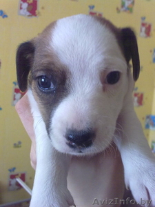щенки джек рассел терьер #179537