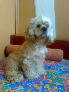 продам в хорошие руки кокер-спаниеля #166886