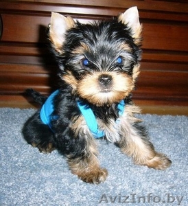 Щенок йоркширского терьера ищет ответственные ручки #163753