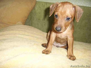 щенок цвергпинчера #165286