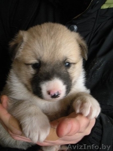 Очаровательные щенки в дар #157333