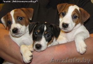 щенки Парсон Джек Рассел терьера!!! #165313
