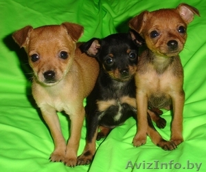 Щенки русского тоя (той-терьера)  #159897