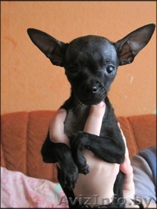 Элитный  щенок той терьера!!! #162997