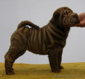 шарпеи щенки разных окрасов #175816