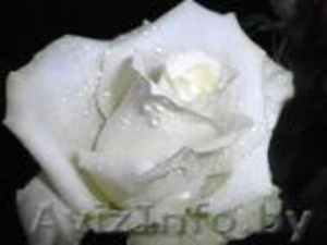 Саженцы клематисов,  роз и других декоративных кустарников из личной ко #159415