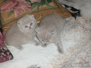 Продам красивых котят. #173221