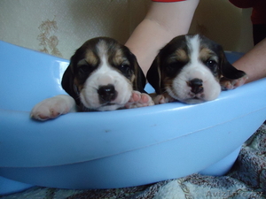 Щенки бигля- триколор #166203