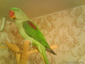 Продам попугая!!! #174102