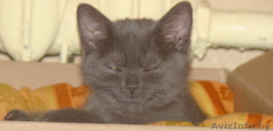 Приму в дар или за символическую плату котенка британца #160760