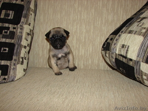 Продам щенка мопса #157403