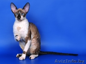 Котята Корниш рекс #179029