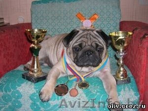 Красавец мопс ищет подружку для вязки #161020