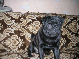 молодой чёрный мопс ждёт подружку для вязки! #174840