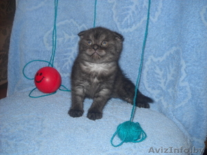 Шотландские вислоухие котята. #174451