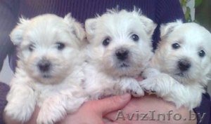  щенки вест-хайленд вайт терьера #166614