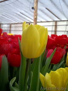 Сдам тюльпаны оптом! #168769
