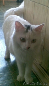ОТДАМ КОШЕЧКУ ДАРОМ #175023