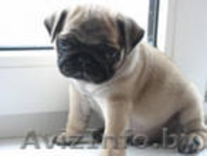 Перспективный щенок мопса #163133