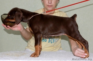 доберман щенки #86896