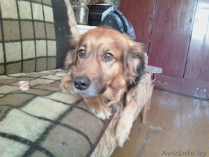 Отдам хорошего друга(англ. овчарку)в хорошие руки #177662