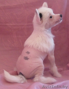 Щенки китайской хохлатой собачки #173715