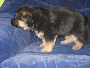 немецкая овчарка(восточно-европейского)типа #172567
