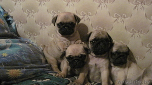 парода щенков мопсов #168633